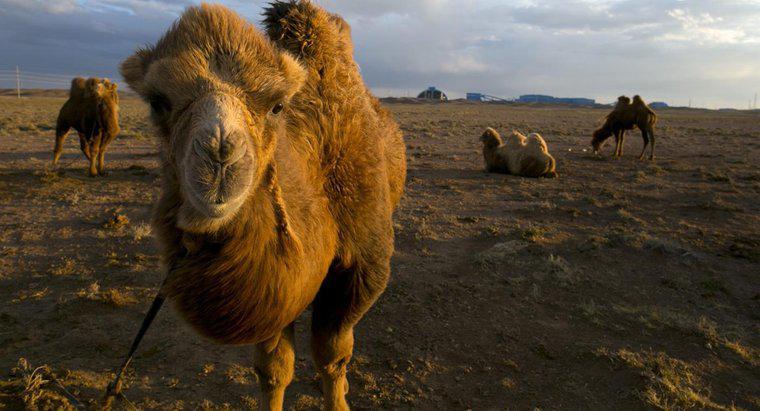 In welchem ​​Land liegt die Wüste Gobi?