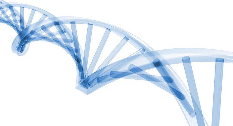 In welcher Phase des Zellzyklus findet die DNA-Replikation statt?