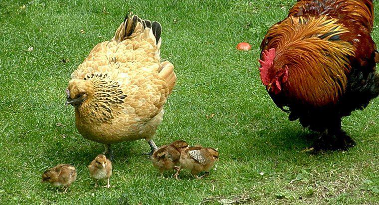Wie werden Hühner schwanger?