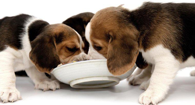 Was fressen Beagles?