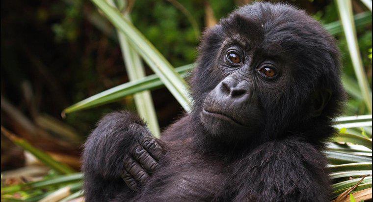 Wie lautet der wissenschaftliche Name des Gorillas?
