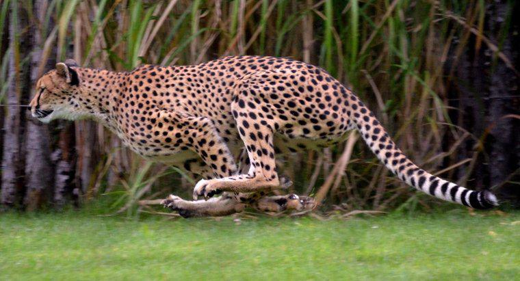 Wie schnell läuft ein Jaguar?
