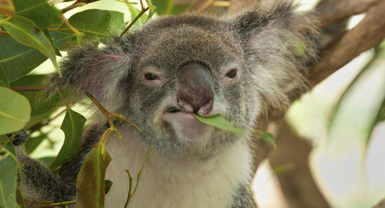 Was isst ein Koala?