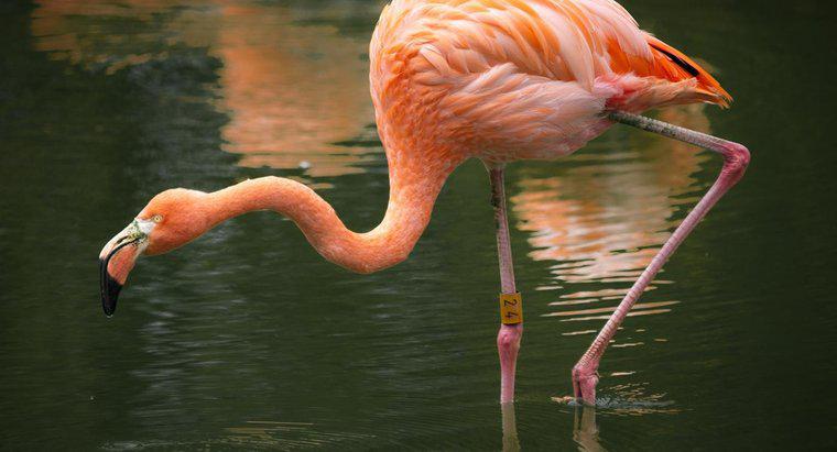 Wo leben rosa Flamingos?