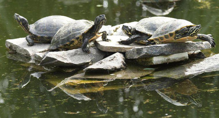 Woran erkennt man, wie alt eine Schnappschildkröte ist?