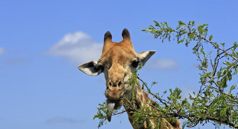 Was fressen Giraffen?