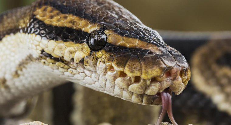 Sind alle Schlangen giftig?