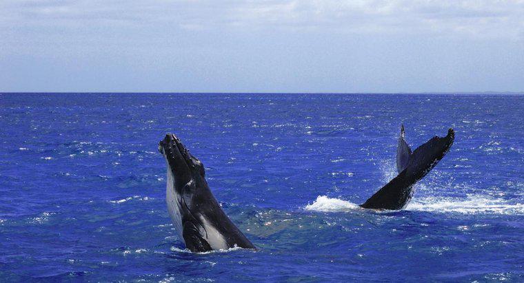 Was ist das Sammelsubstantiv für eine Gruppe von Walen?