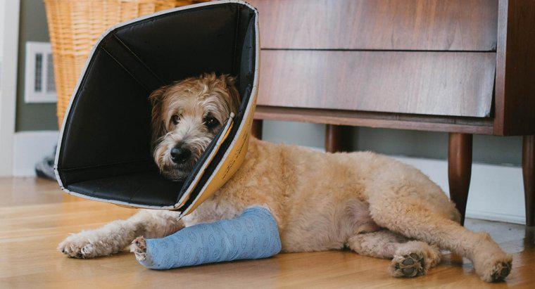 Wie können Sie feststellen, ob Ihr Hund ein gebrochenes Bein hat?