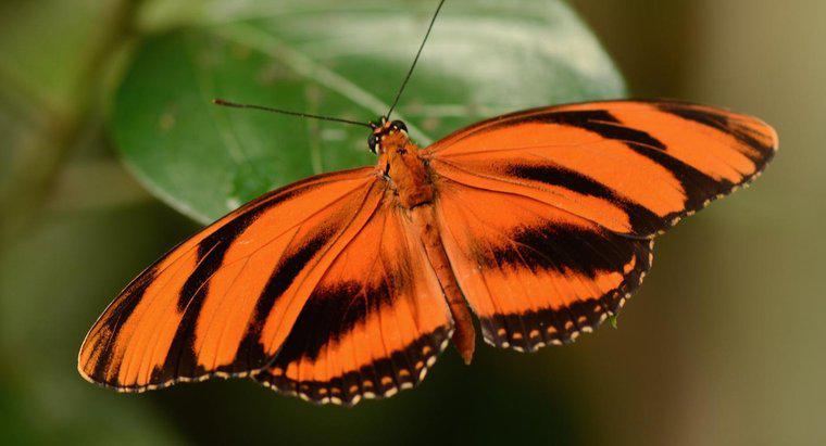 Ist ein Schmetterling ein Wirbelloses?