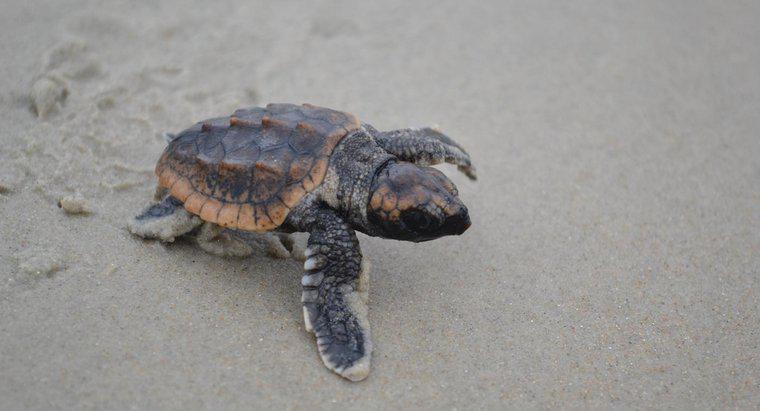 Wie lange brauchen Schildkröteneier zum Schlüpfen?