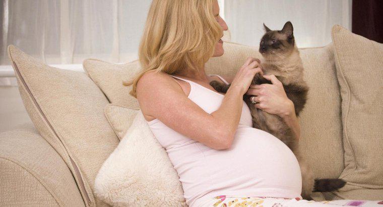Können Katzen eine Schwangerschaft beim Menschen spüren?