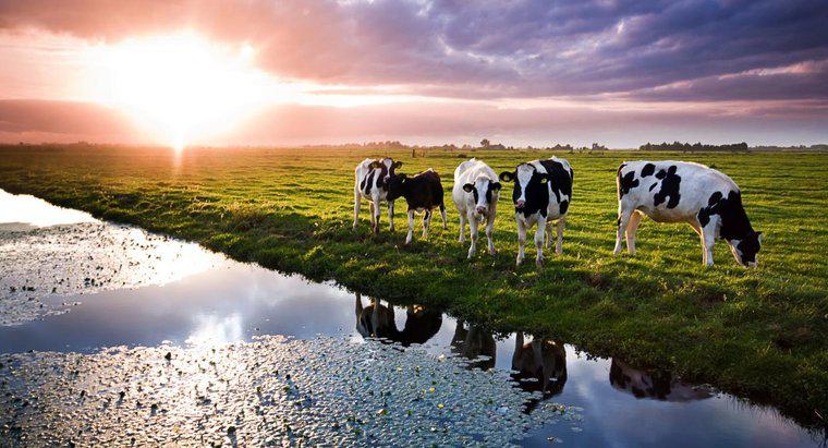 Wie viel Wasser trinkt eine Kuh an einem Tag?