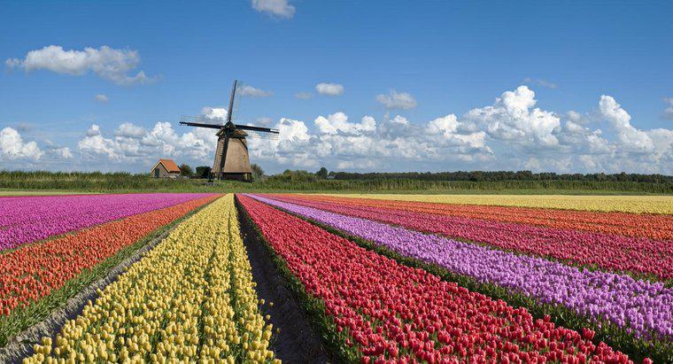 Wofür sind die Niederlande berühmt?