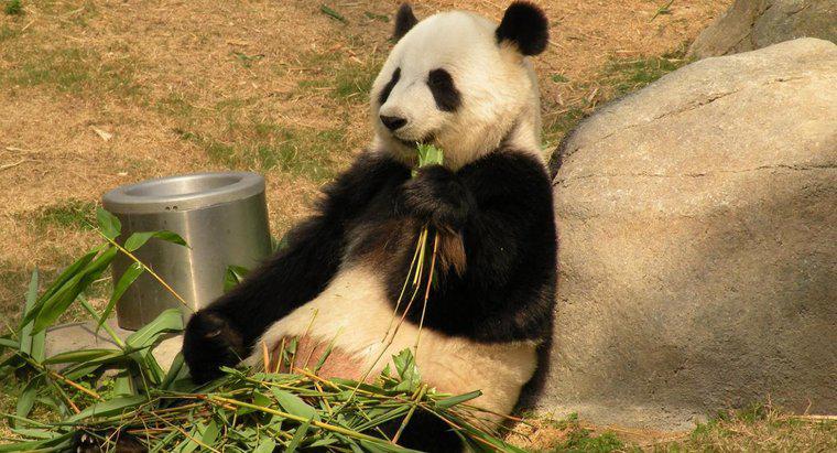 Wie lange leben Riesenpandas?
