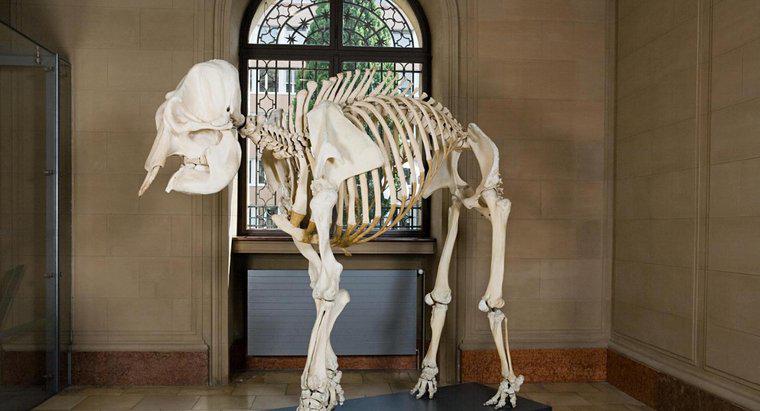 Wie viele Knochen hat ein Skelett eines afrikanischen Elefanten?