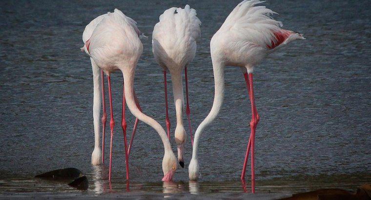 Was essen Flamingos?