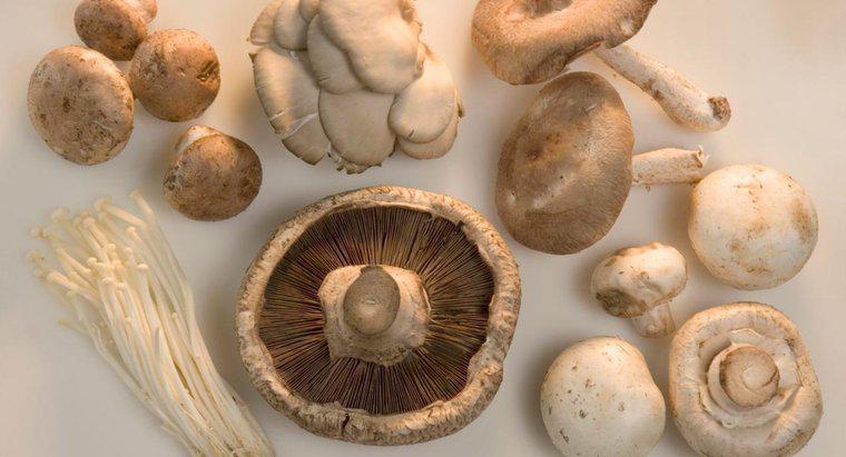 Was sind die verschiedenen Arten von Pilzen?