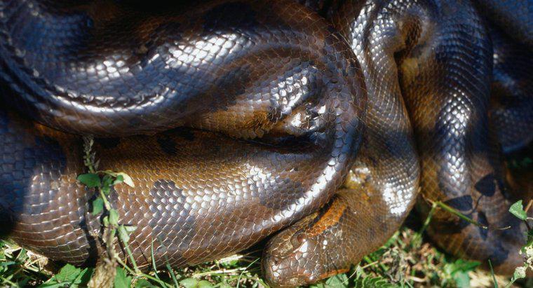 Wie töten Anacondas ihre Beute?