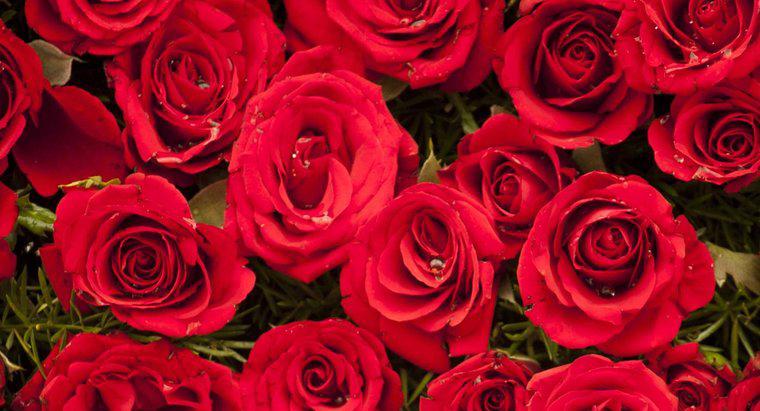 Was ist das beste beleidigende Valentinstagsgedicht "Roses Are Red"?