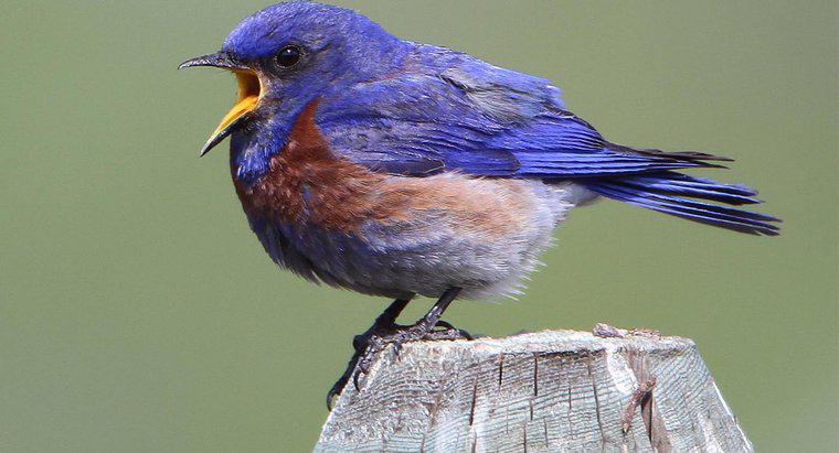Wie kann man Vögel dazu bringen, mit dem Zwitschern aufzuhören?