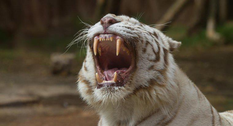 Was essen weiße Tiger?