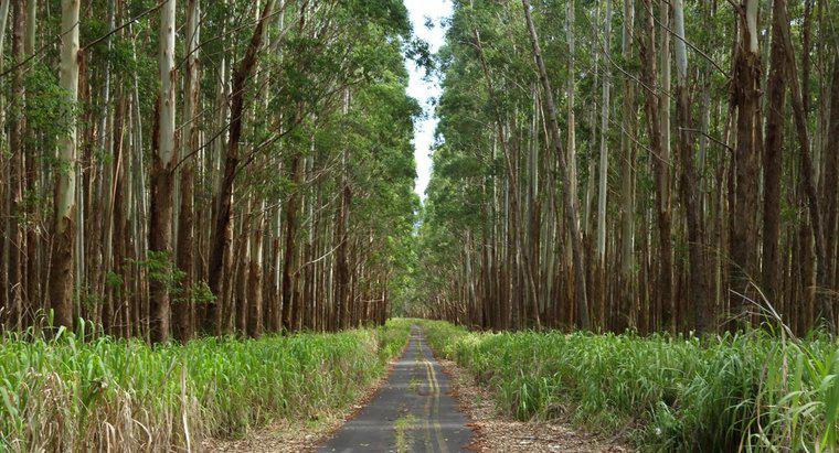 Was sind die Verwendungen von Eukalyptusholz?