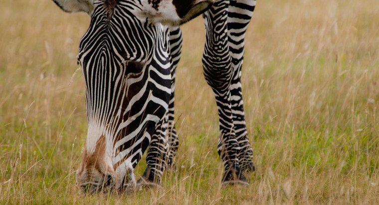 Was fressen Zebras?