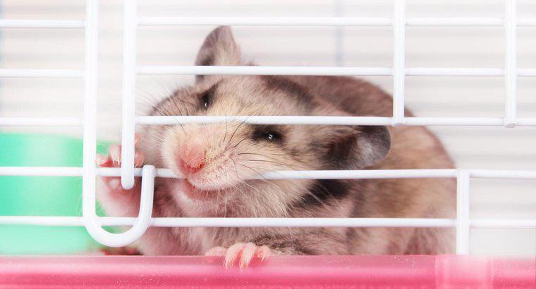 Sind Hamsterbisse gefährlich für Menschen?