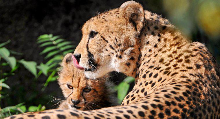 Wie ziehen Geparden ihre Jungen auf?