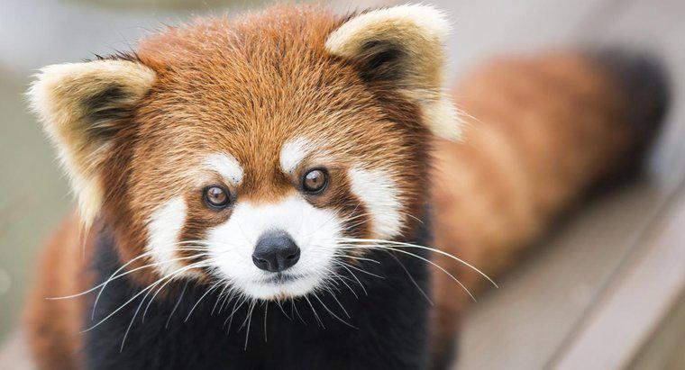 Was sind einige Fakten über Rote Pandas?
