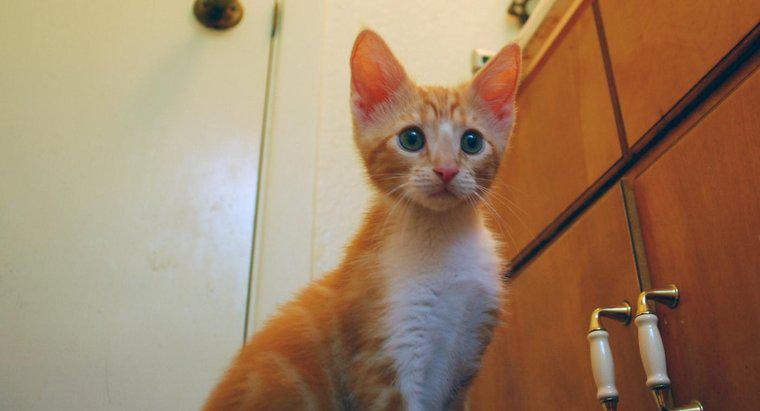 Was sind einige Namen für orangefarbene Kätzchen?