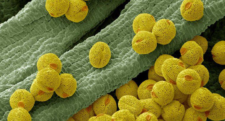 Was ist die Funktion einer Pollenzelle?