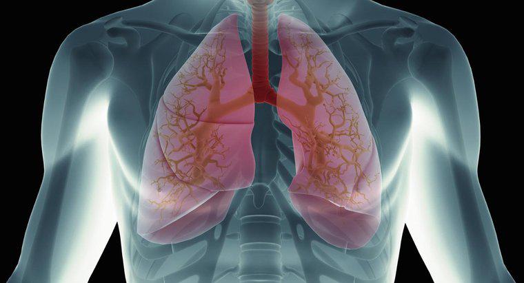 Was passiert, wenn Blut die Lunge erreicht?