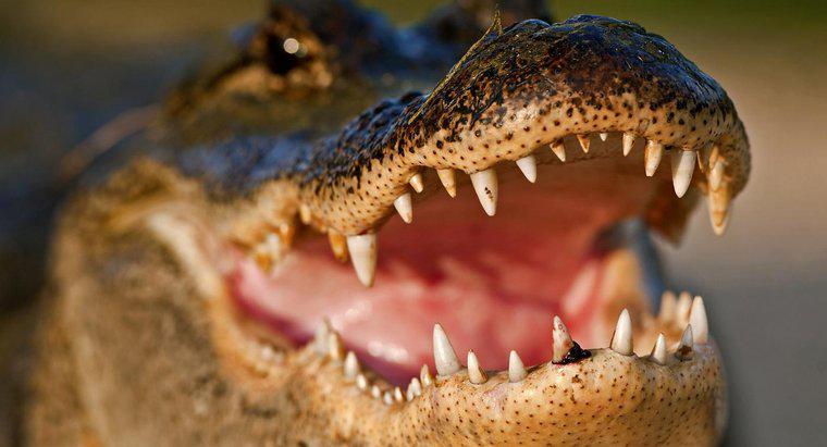 Wie schützt sich ein Alligator?
