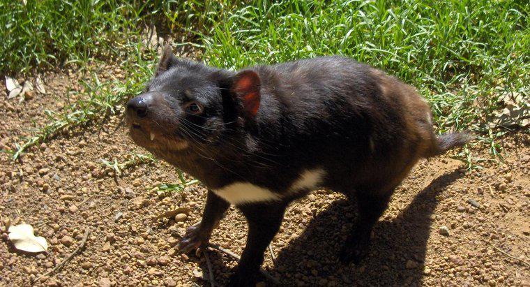 Was essen Tasmanische Teufel?