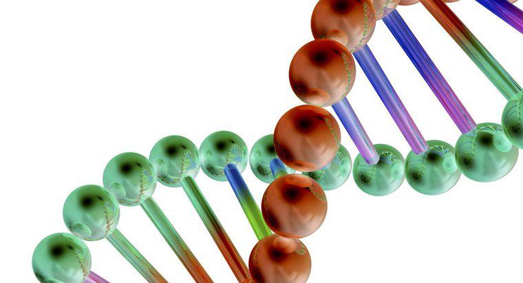 Wie hängen Gene mit DNA zusammen?
