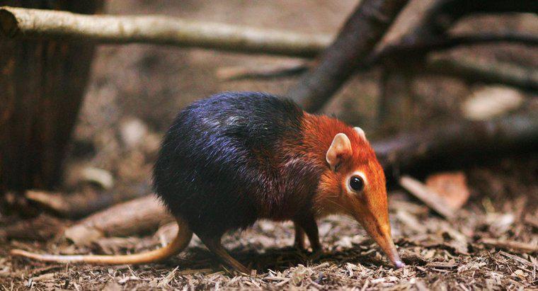 Was ist das kleinste Säugetier der Erde?