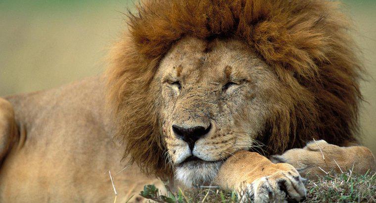 Was ist der natürliche Lebensraum eines Löwen?