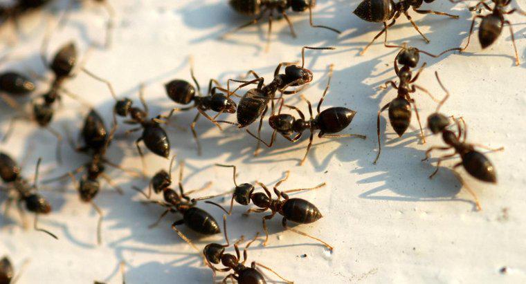 Wie werde ich große schwarze Ameisen los?