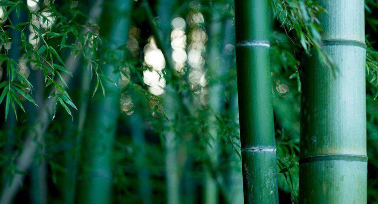 Wie lange dauert es, Bambus zu wachsen?