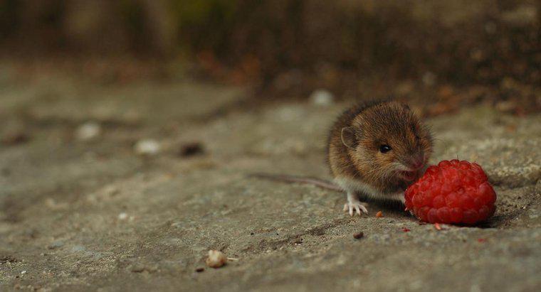 Sind Mäuse Fleischfresser oder Pflanzenfresser?