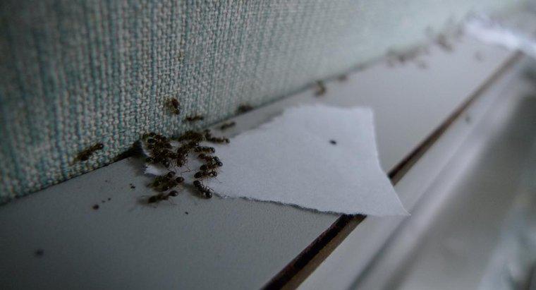 Wie verwendet man eine Mischung aus Backpulver und Puderzucker, um Ameisen loszuwerden?