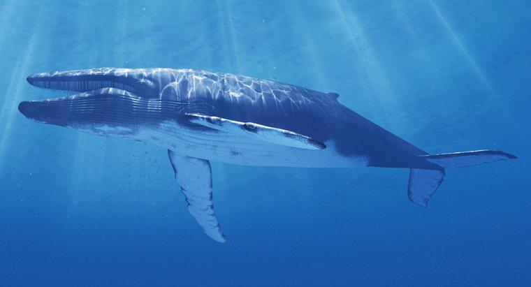 Was wird getan, um den Blauwal vor dem Aussterben zu schützen?