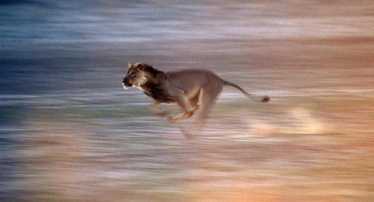 Wie schnell kann ein Löwe laufen?