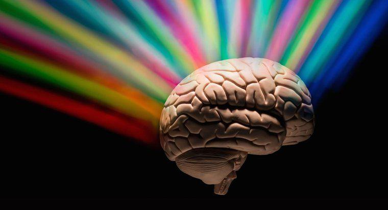 Wie viel Gehirn nutzen Menschen?