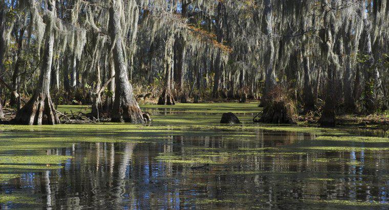 Welche Tiere sind in Louisiana beheimatet?