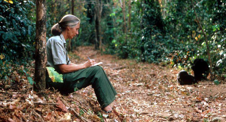 Was sind einige interessante Fakten über Jane Goodall?