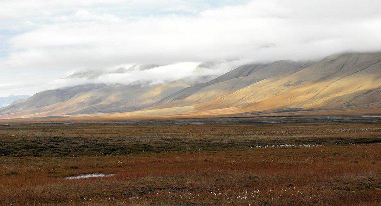 Inwiefern ist die Wüste der Tundra ähnlich?
