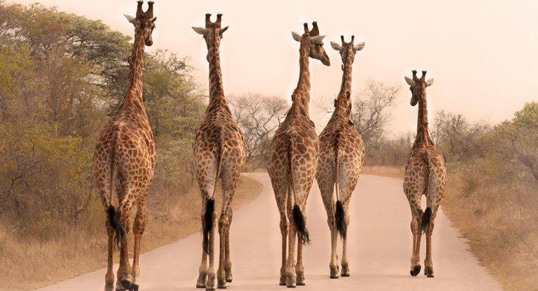 Warum sind Giraffen so groß?